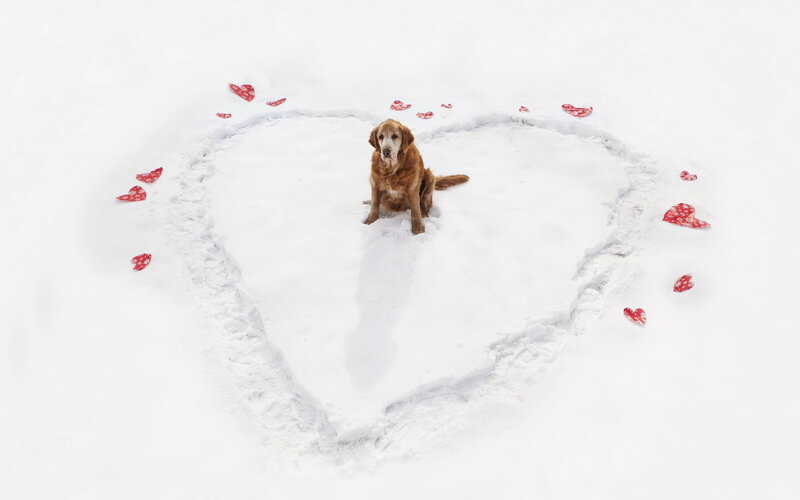 Golden Retriever in Snow — White, Serene, Winter, Photograph, Heart Shape