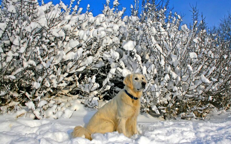 Golden Retriever in Snow — White, Serene, Winter, Photograph