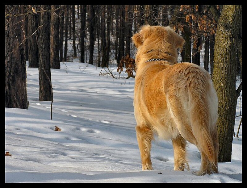 Golden Retriever in Snow — White, Serene, Winter, Photograph, Trees, Forest