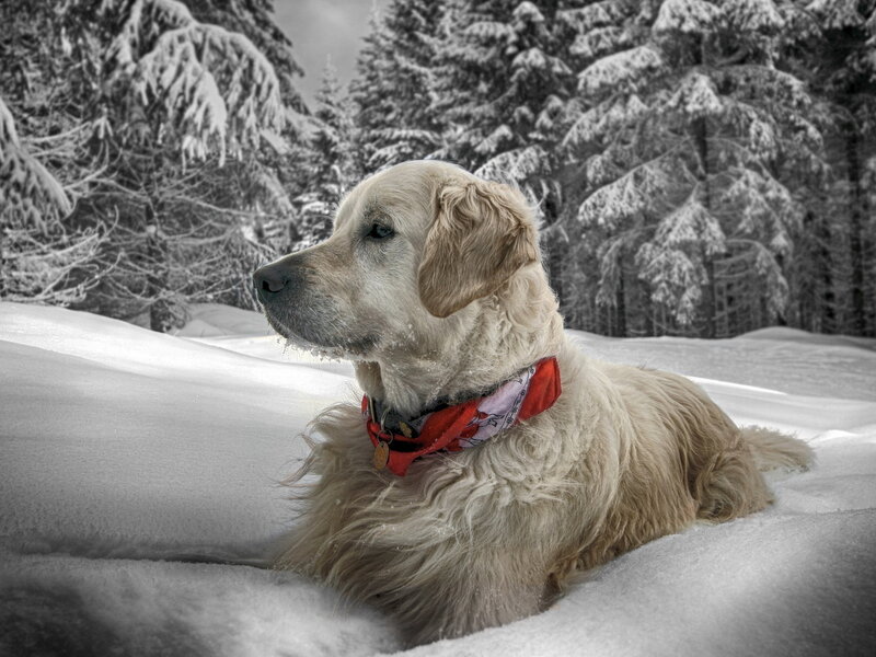 Golden Retriever in Snow — White, Serene, Winter, Photograph, Trees