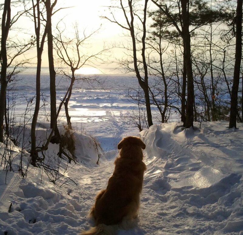 Golden Retriever in Snow — White, Serene, Winter