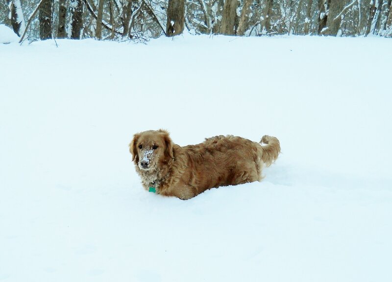 Golden Retriever in Snow — White