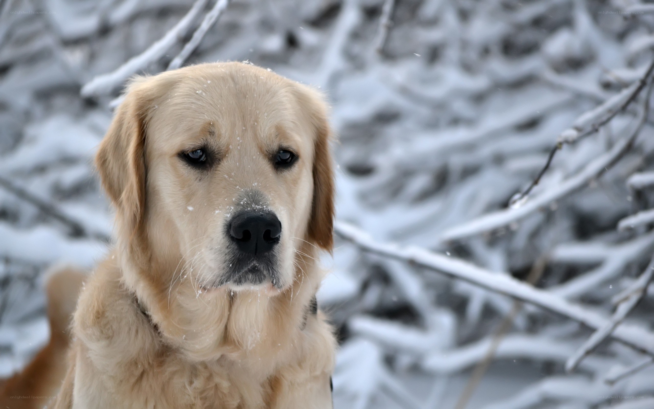 Golden Retriever in Snow