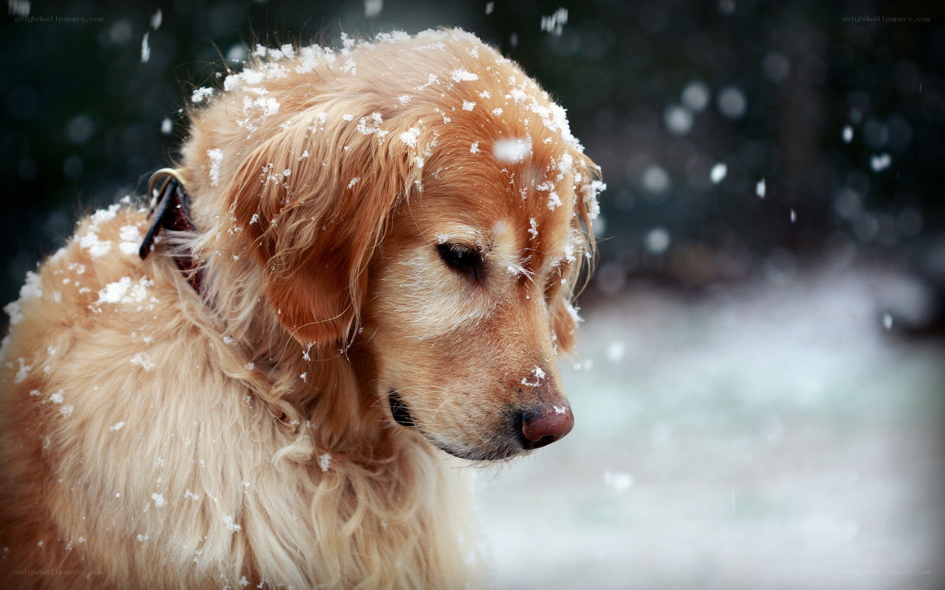 Golden retriever in snowfall