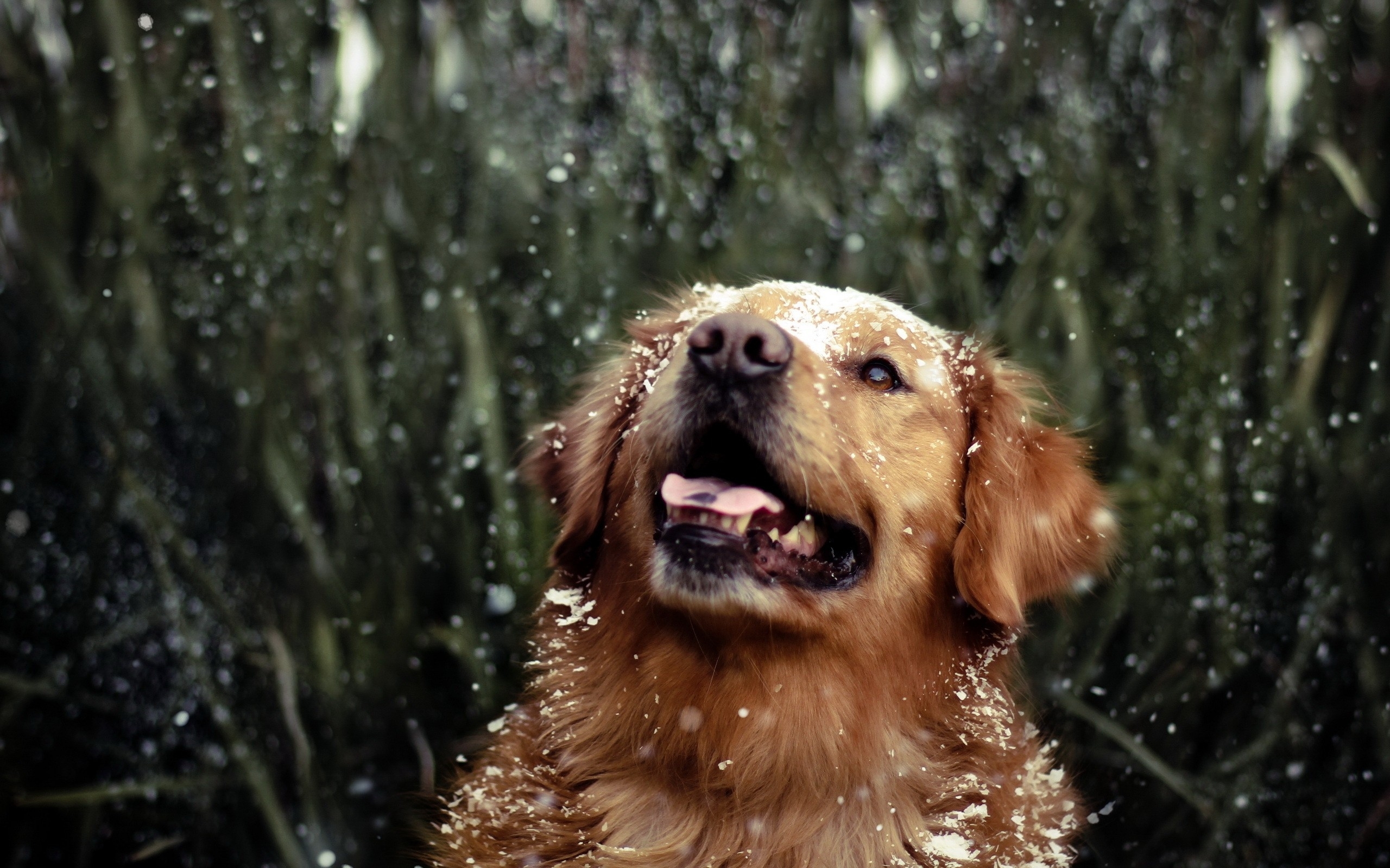 Golden Retriever in Snowfall