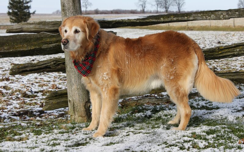 Golden retriever in snowy field