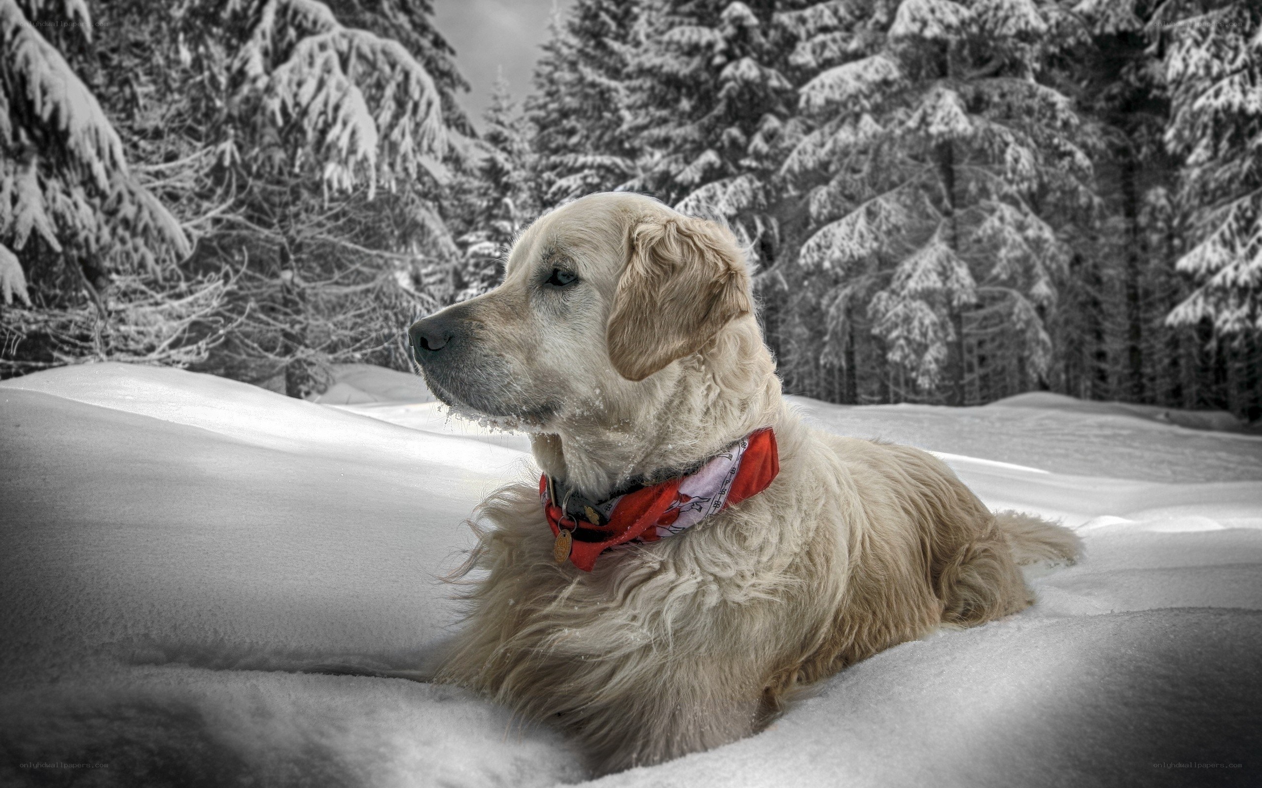 Golden Retriever in Snowy Forest
