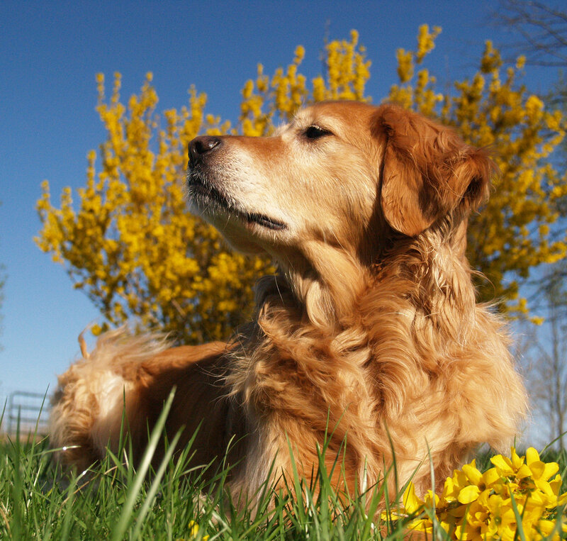 Golden retriever in spring flowers