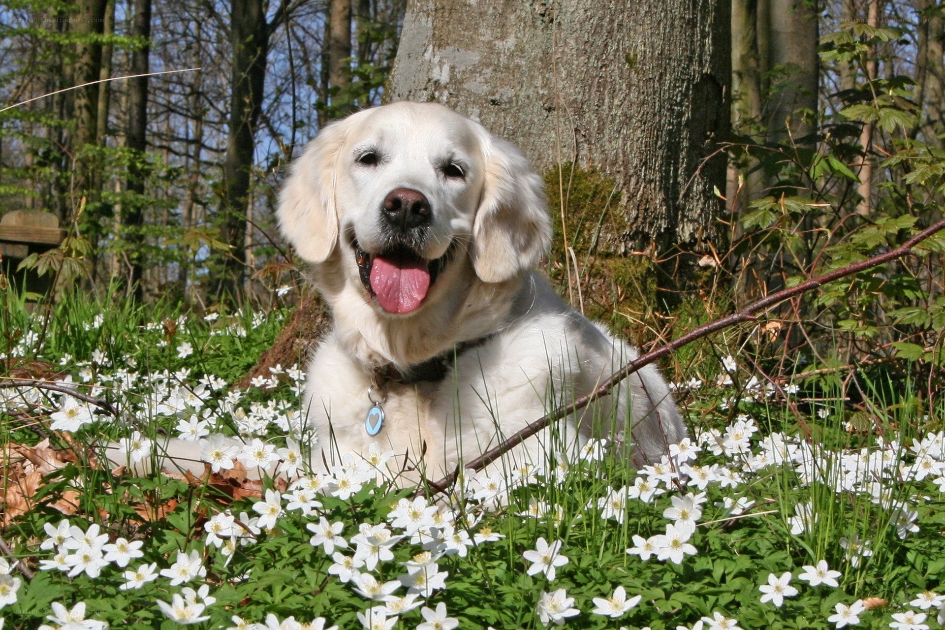 Golden retriever in spring flowers