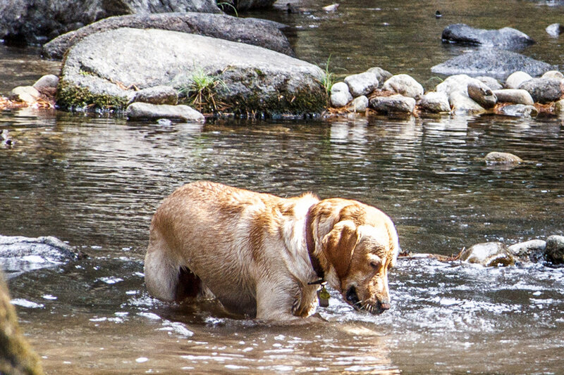 Golden Retriever in Stream — Brown