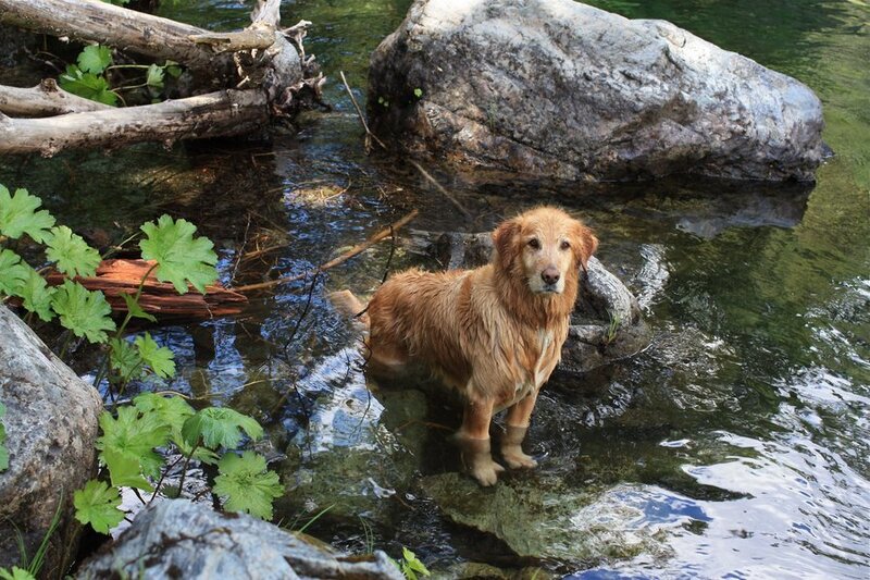 Golden Retriever in Stream