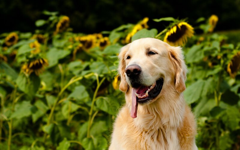 Golden retriever in sunflower field