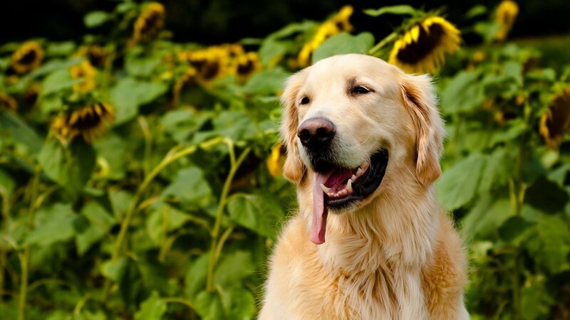 Golden retriever in sunflower field