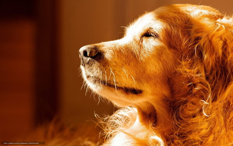 Golden Retriever in Sunlight