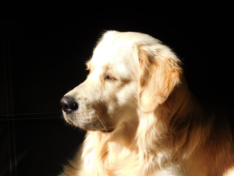 golden retriever in sunlight