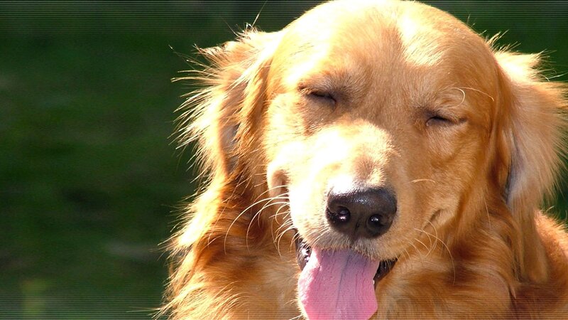 golden retriever in sunlight