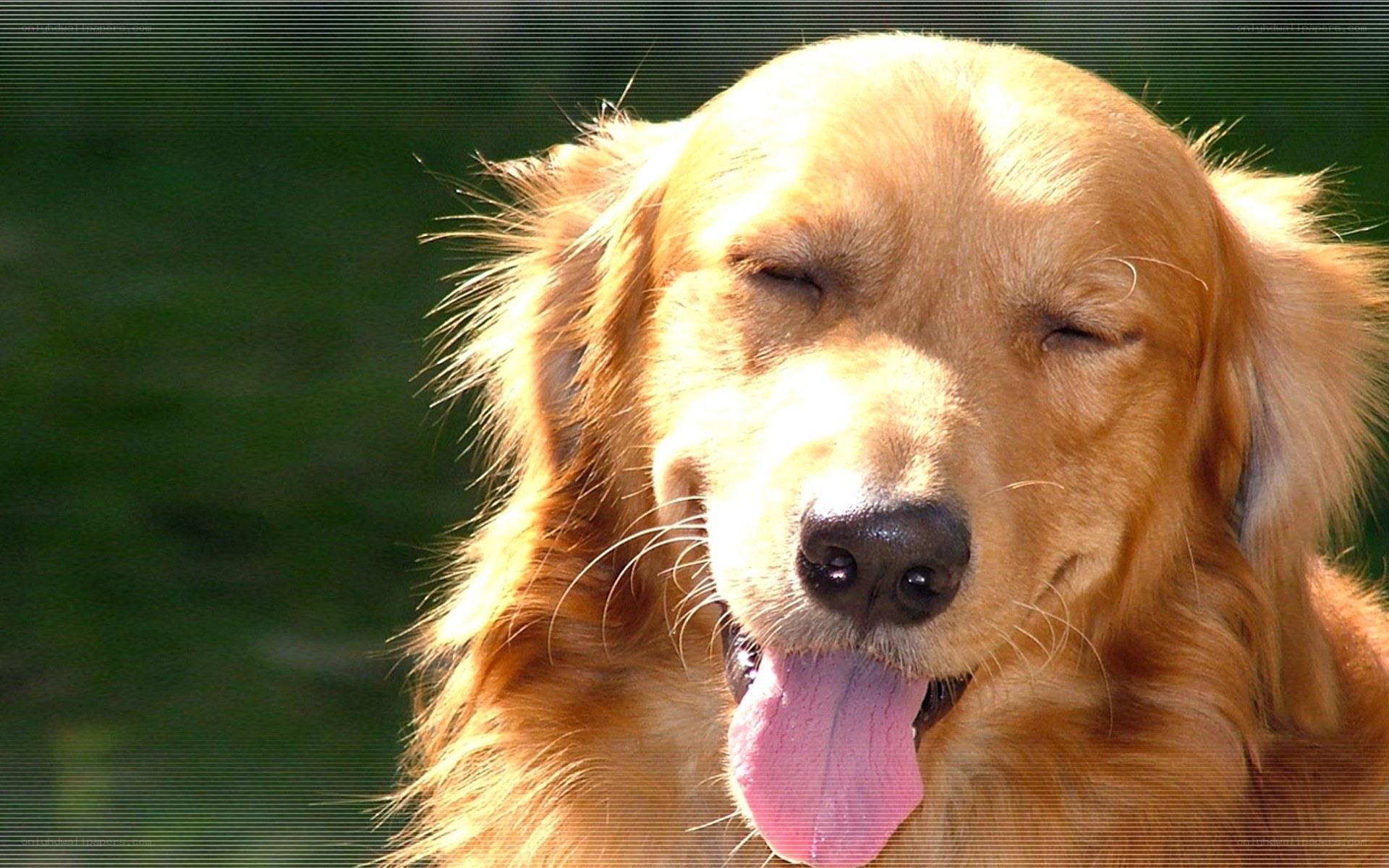 Golden Retriever in Sunlight