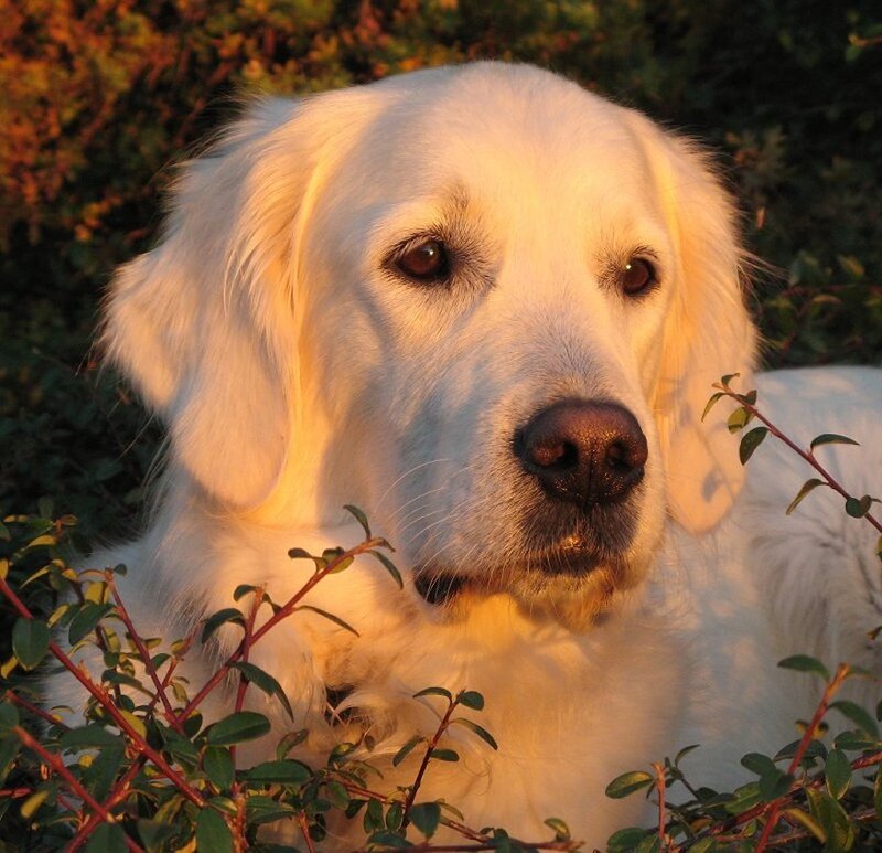 Golden Retriever in Sunlight