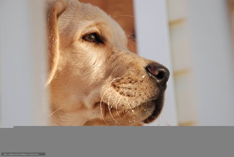 golden retriever in sunlight