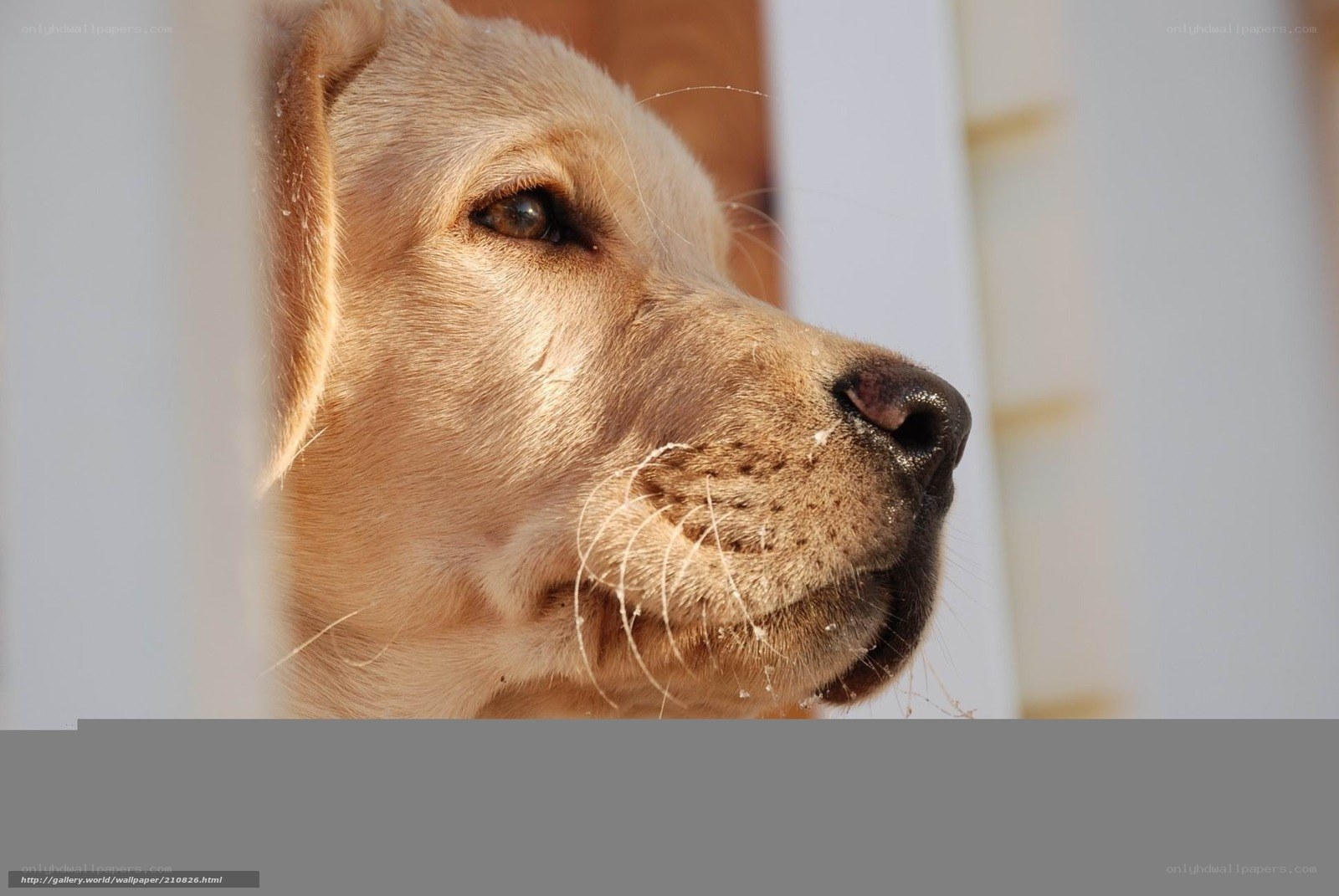 golden retriever in sunlight