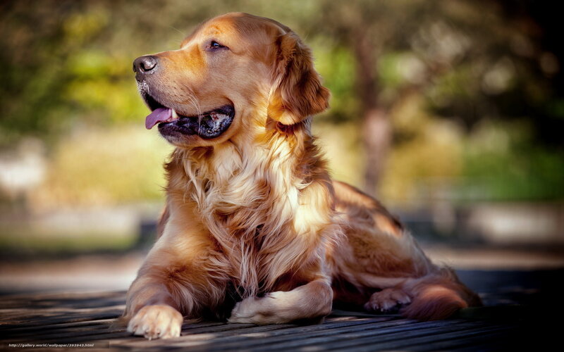 Golden Retriever in Sunlight