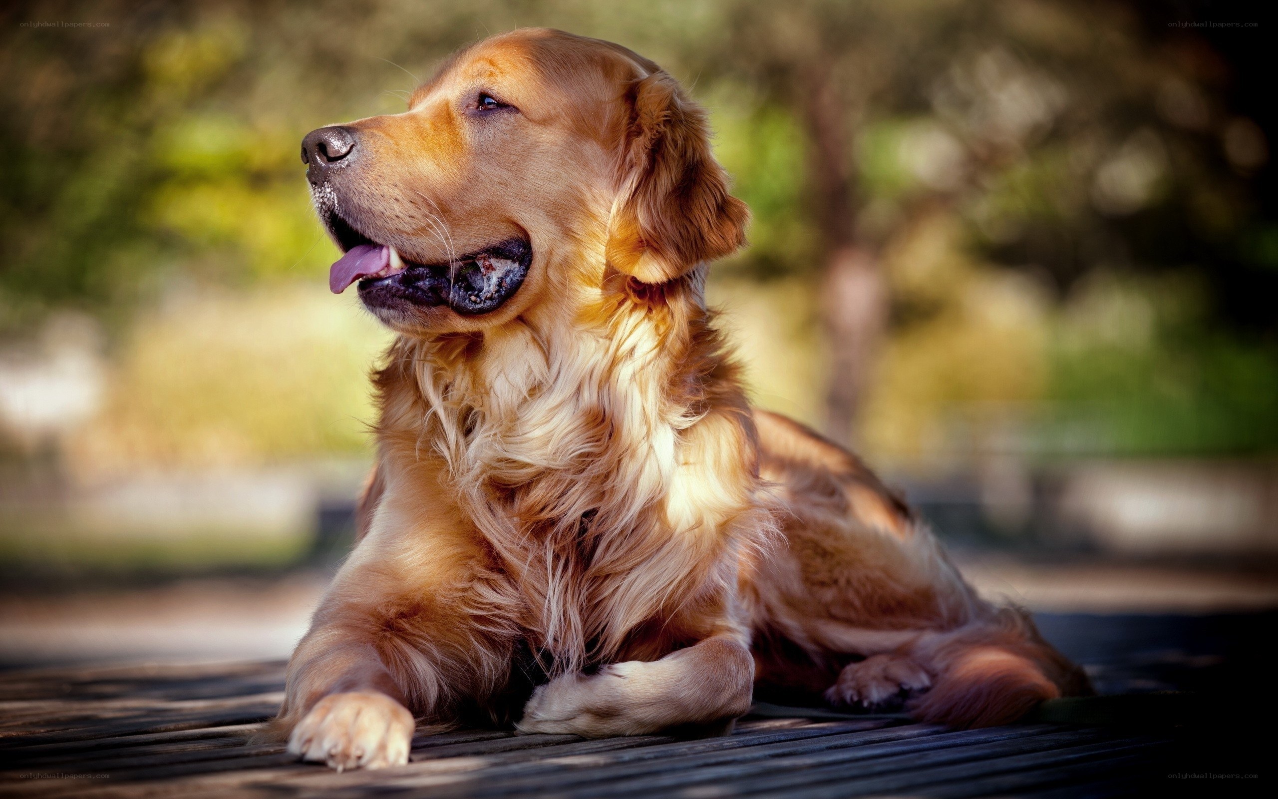 Golden Retriever in Sunlight