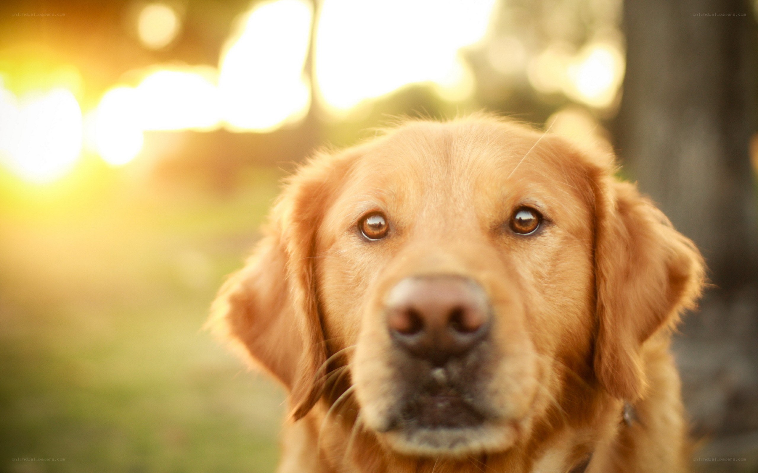 golden retriever in sunset light