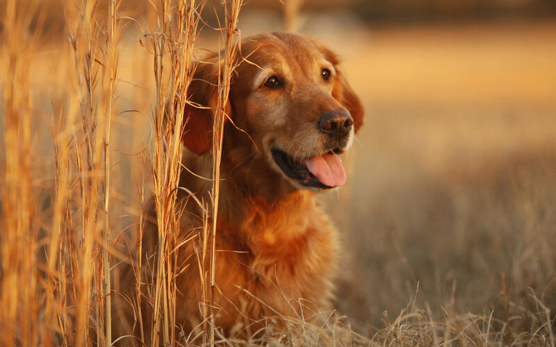 Golden retriever in tall grass