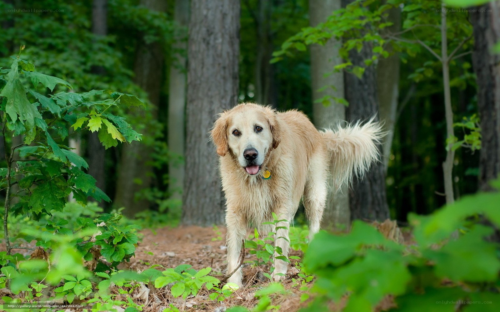 Golden Retriever in the Forest