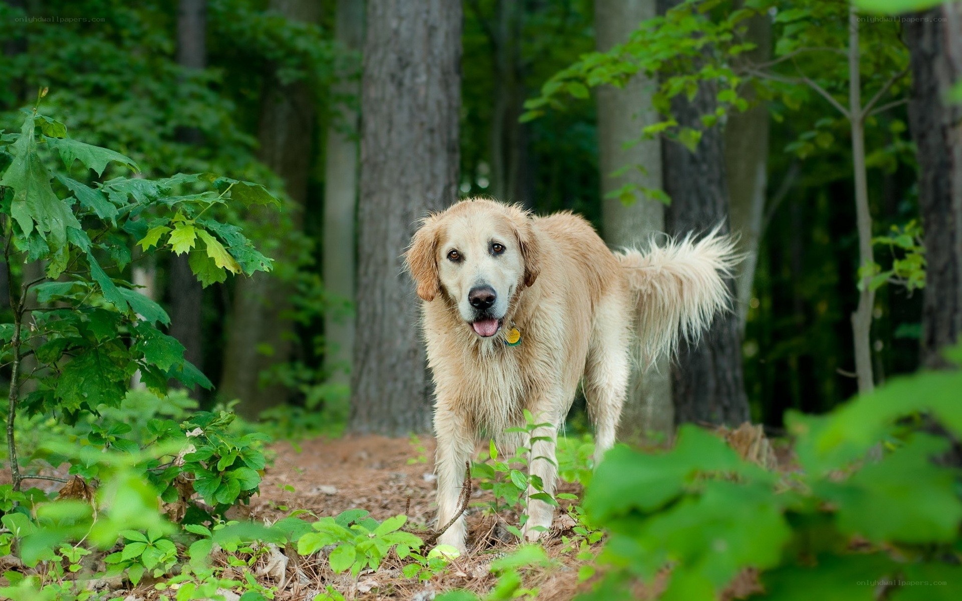 Golden Retriever in the Forest