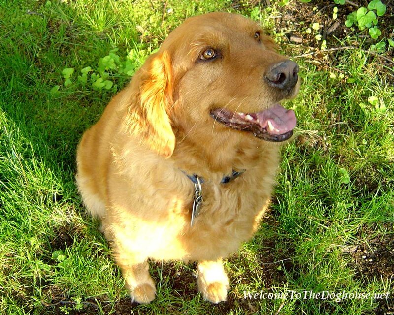 Golden Retriever in the Grass