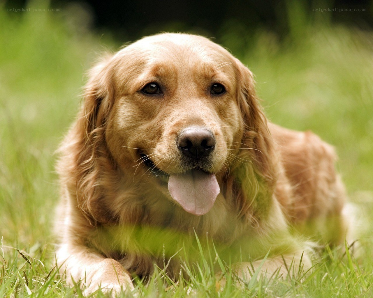 Golden Retriever in the grass