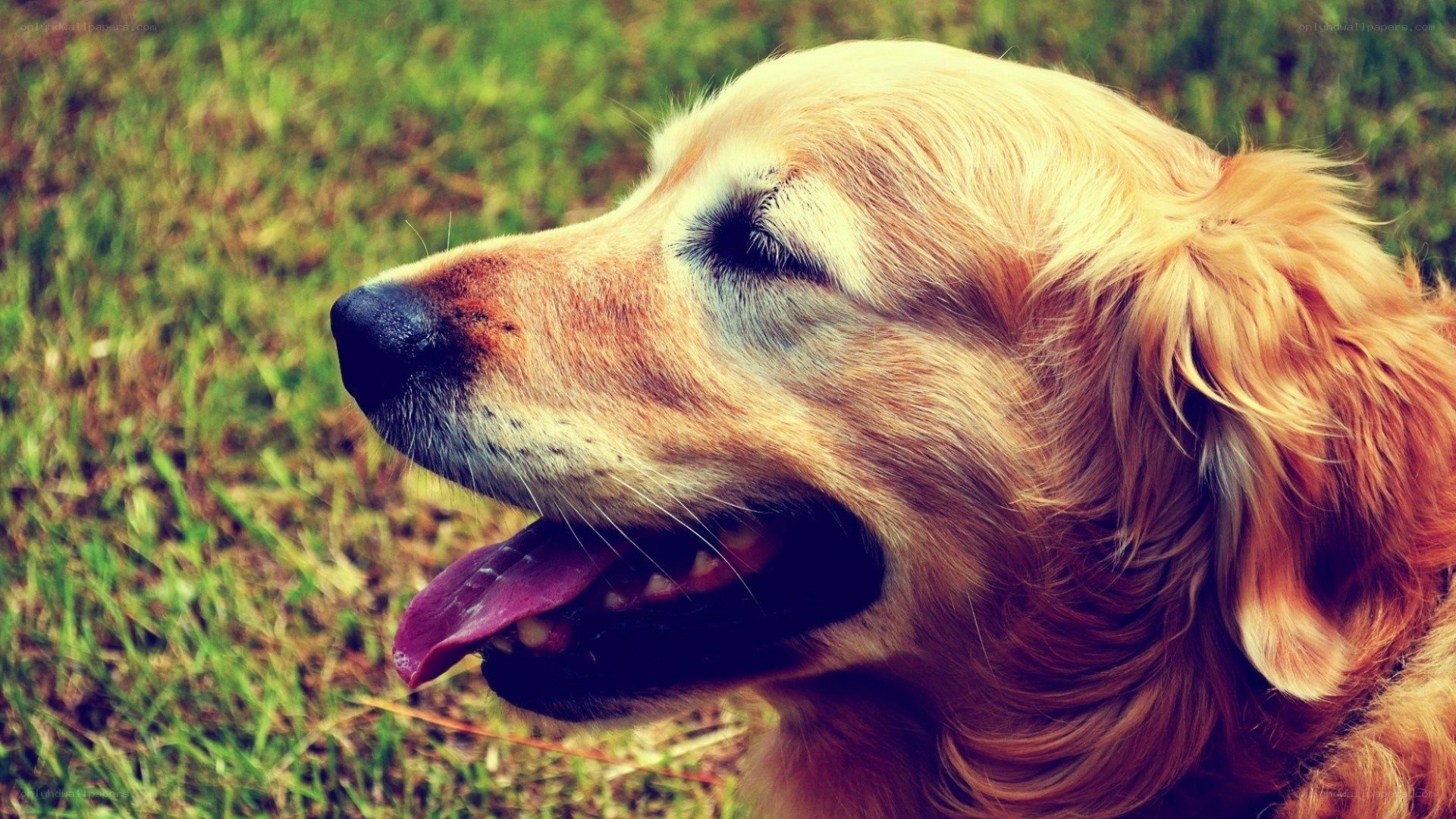 Golden Retriever in the Grass
