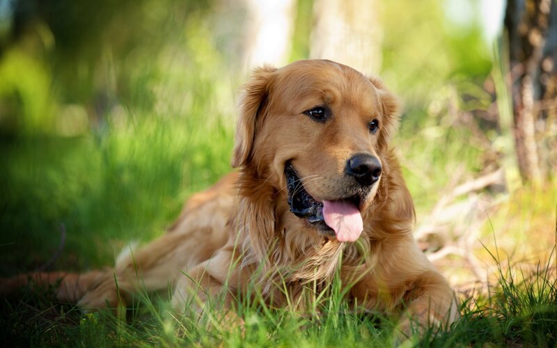 Golden Retriever in the Grass