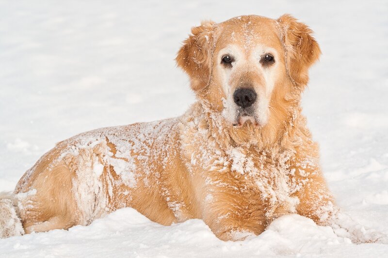 Golden Retriever in the Snow