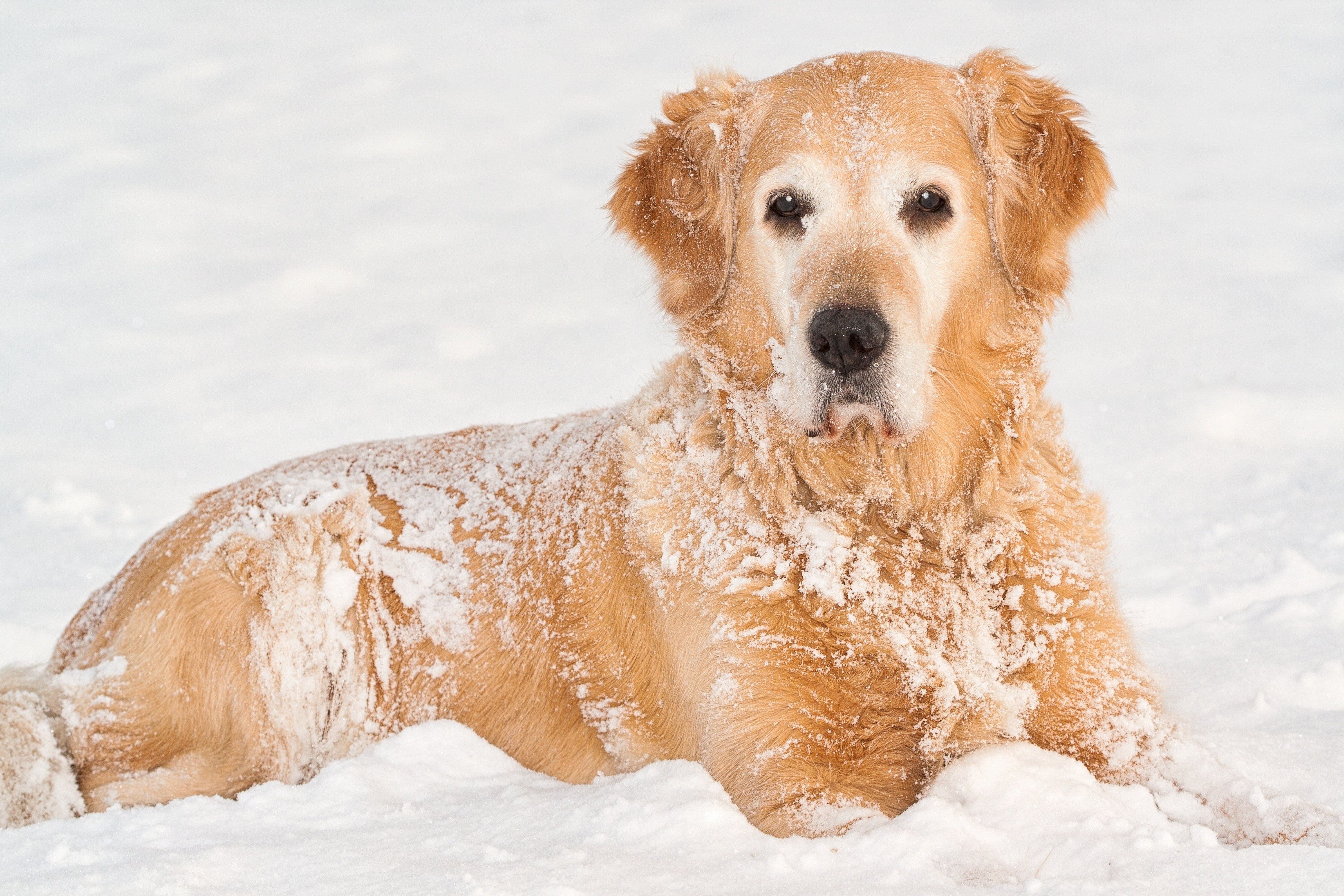 Golden Retriever in the Snow