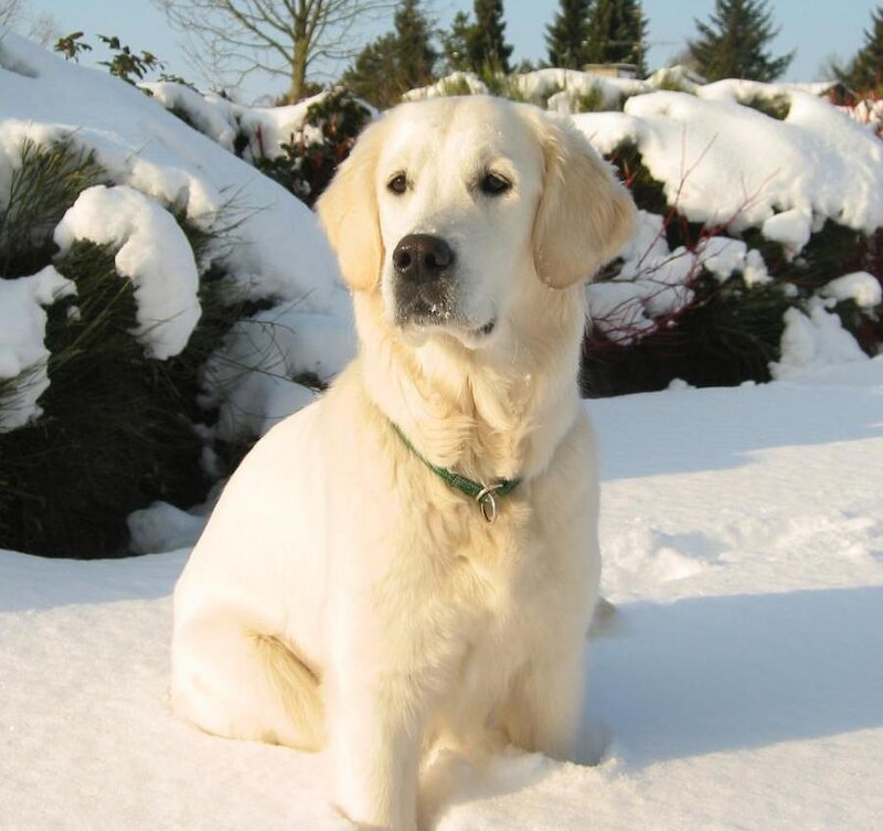 Golden retriever in the snow