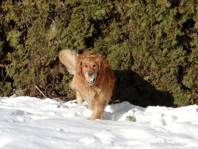 Golden retriever in the snow