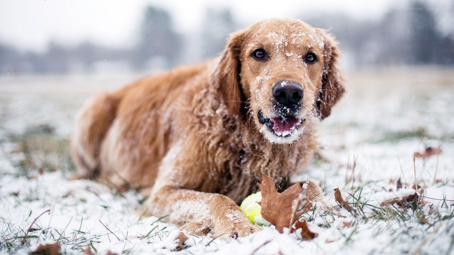 Golden Retriever in the Snow