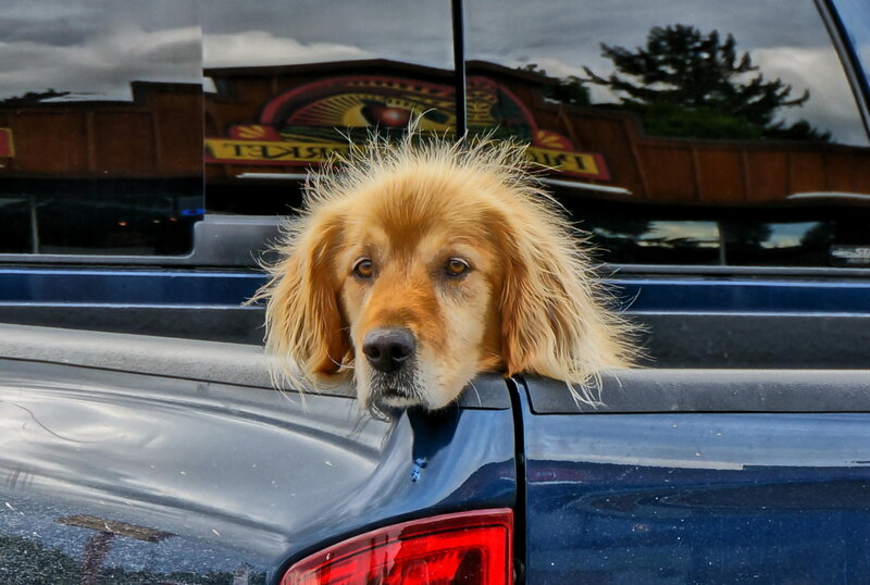 Golden Retriever in Truck — Blue