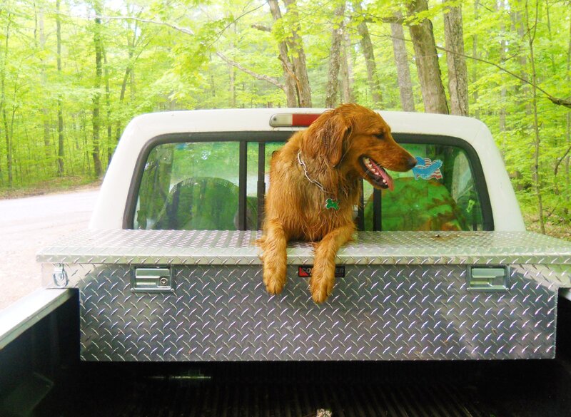 Golden Retriever in Truck — Green