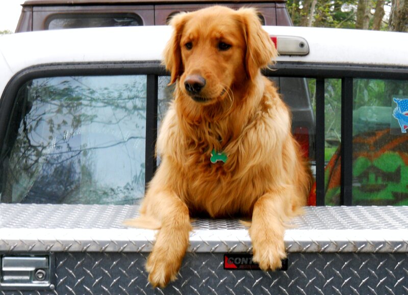 Golden Retriever in Truck