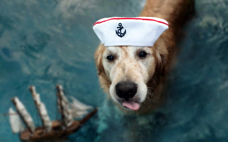 Golden Retriever in Water — Blue, Playful, Photograph