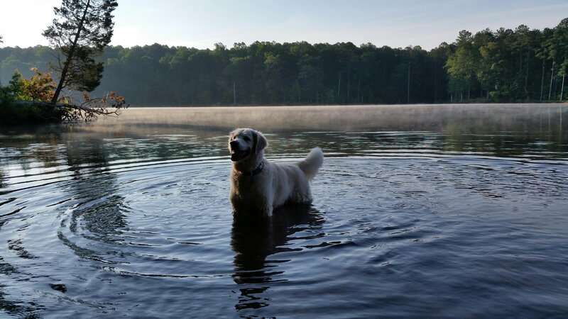 Golden Retriever in Water — Blue, Serene