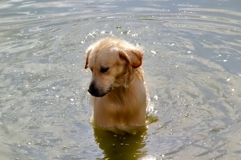 Golden Retriever in Water — Brown, Calm
