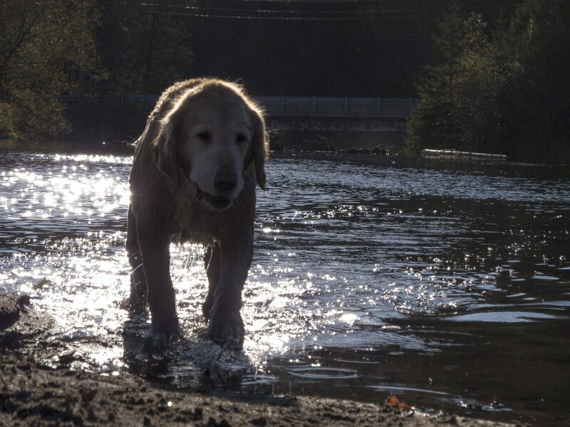Golden Retriever in Water — Brown, Dramatic, Sunset