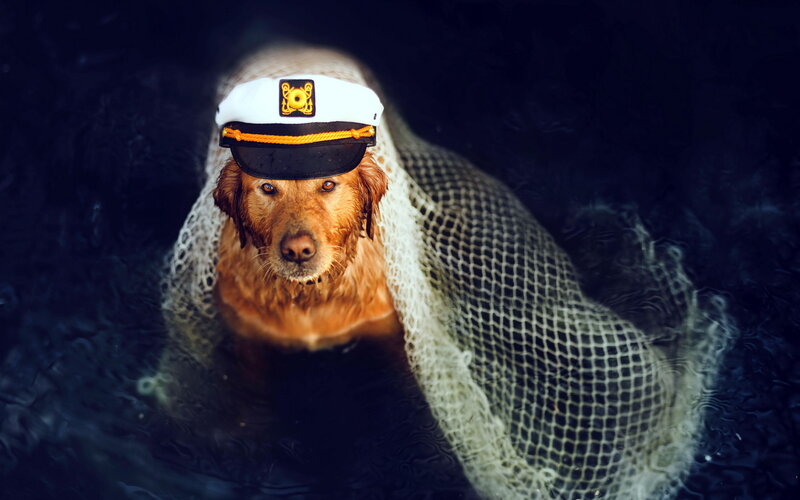 Golden Retriever in Water — Brown, Dramatic