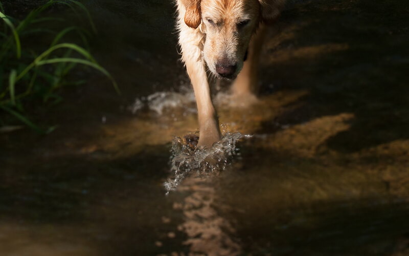 Golden Retriever in Water — Brown, Natural