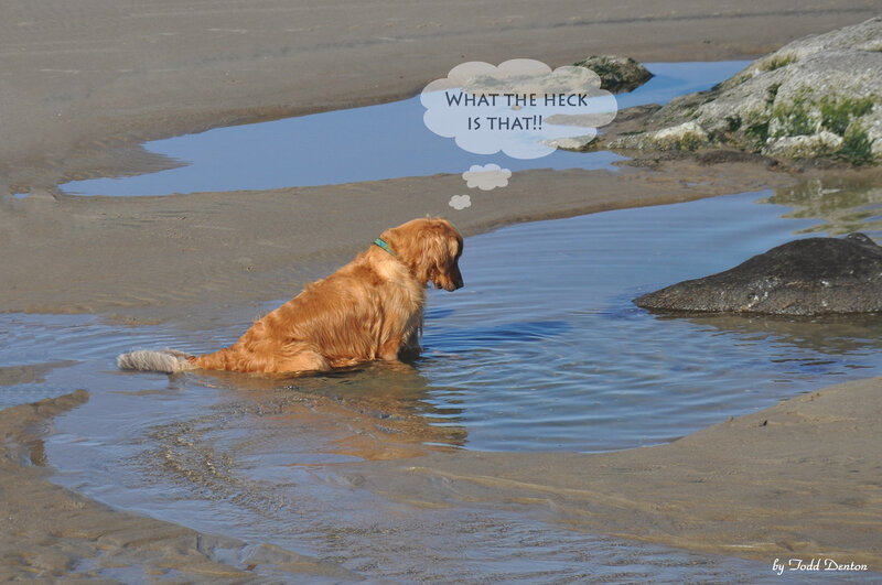 Golden Retriever in Water — Brown