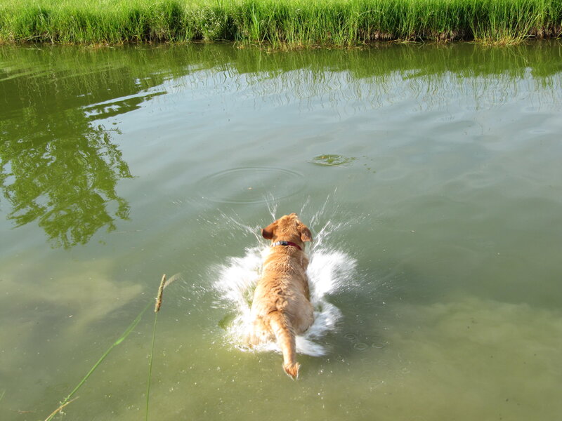 Golden Retriever in Water — Green